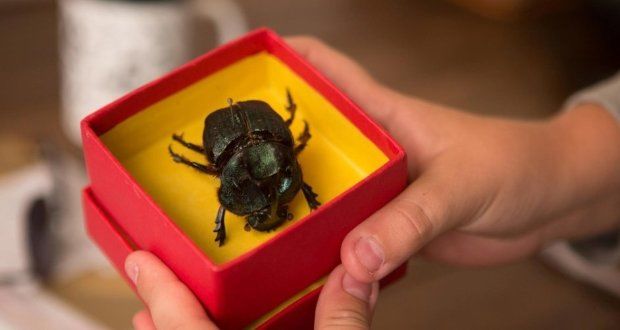 O Escaravelho do Diabo