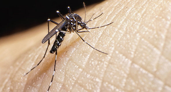 Coisas que todas as grávidas precisam saber a respeito do zika vírus