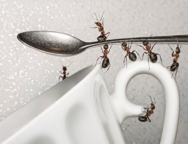 Como afastar formigas do açucar