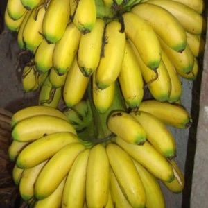 Banana-ouro