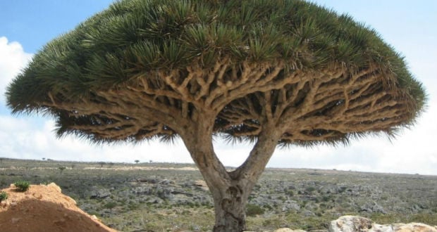 Árvore Baoba – África