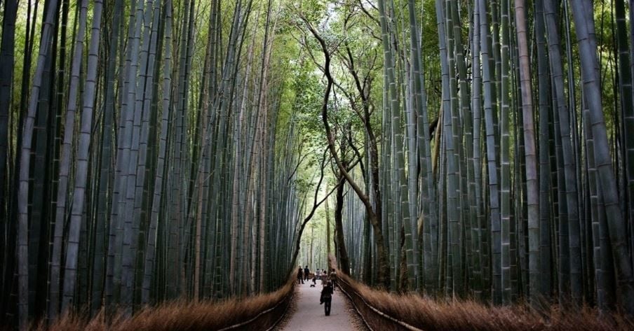 Bosque de bambus de Arashiyama – Japão