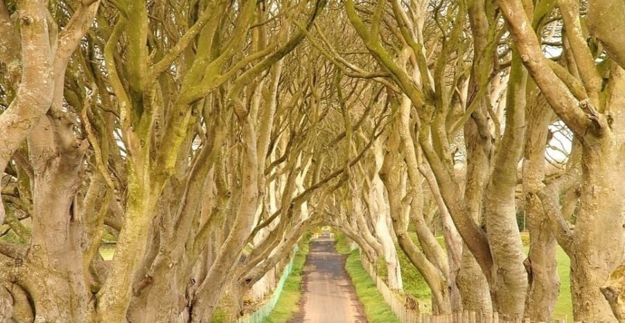 Dark Hedges - Irlanda do Norte