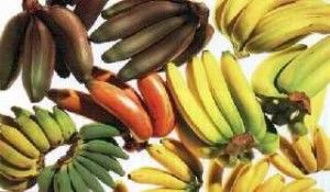 Entenda as diferenças entre os tipos de banana e saiba como identificar cada uma