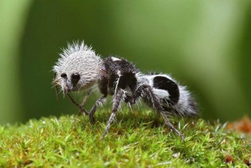 Animais bizarros que existem de verdade e você nem acredita