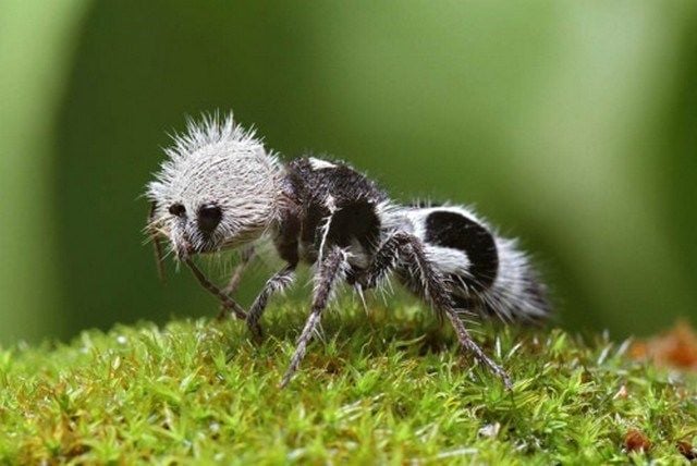A formiga-panda