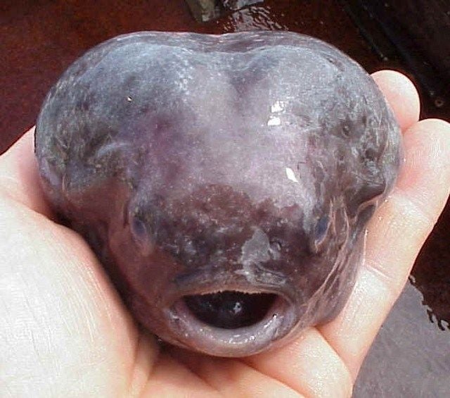 O peixe mais feio do mundo: “lumpsucker”