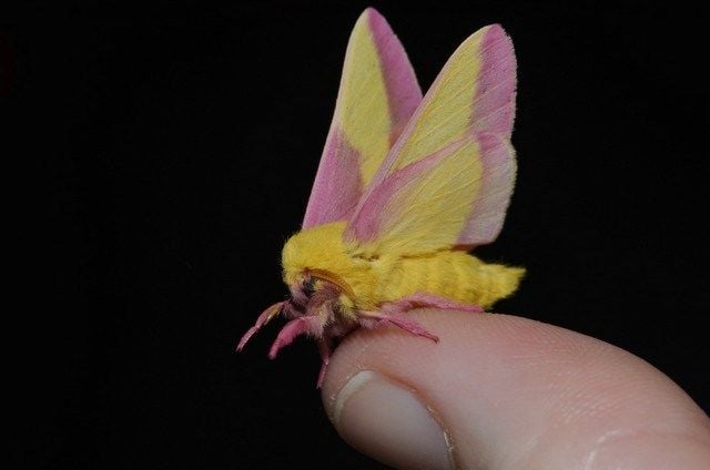 A mariposa rosada de maple