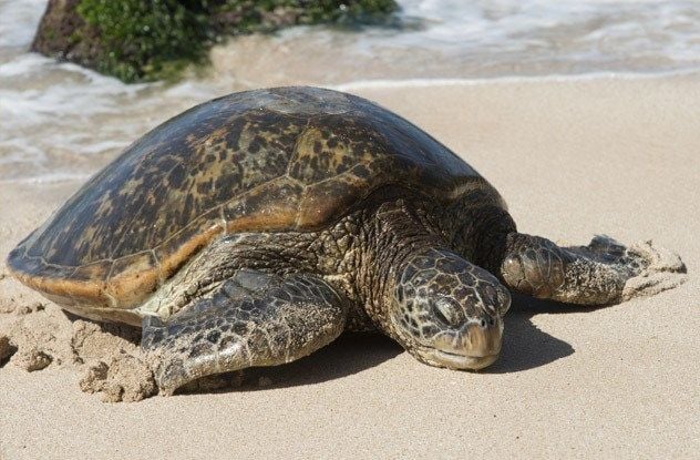 Tartarugas marinhas podem estuprar