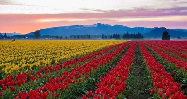 Campo de Tulipas Vale de Skagit, Washington