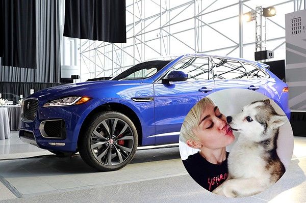 Miley Cyrus compra carro para seus cachorros