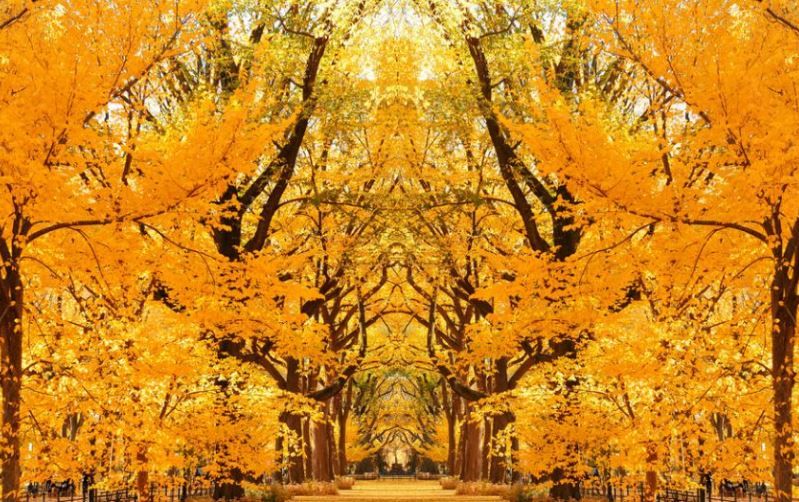 Central Park