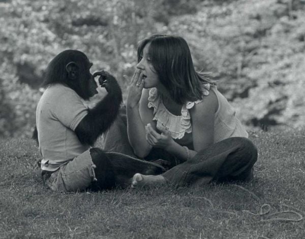 Chimpanzé criado por humanos 