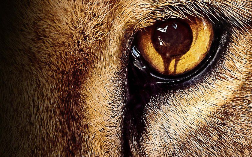 Zoo - Temporada 1