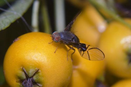 5 estratégias inteligentes para acabar com as moscas de frutas
