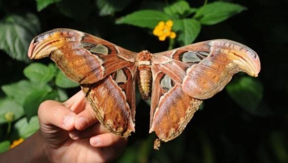 5 coisas bizarras que você não sabia a respeito das mariposas