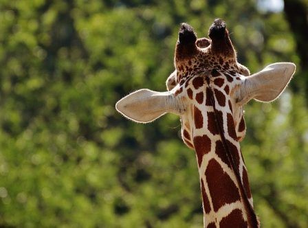 10 curiosidades sobre a girafa que você não sabia